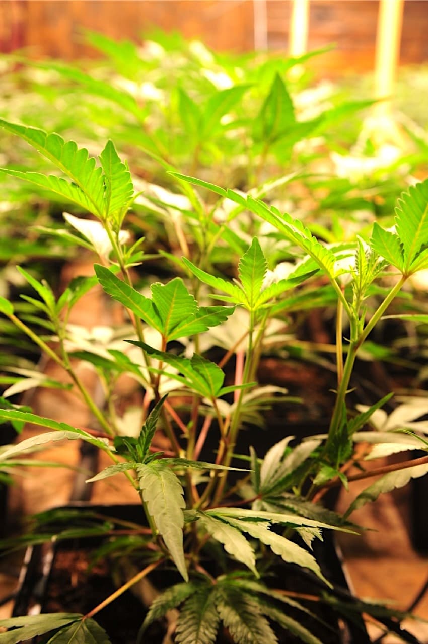 Are you ready to modernise your cannabis operations?